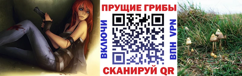 Псилоцибиновые грибы Psilocybe  Мезень 